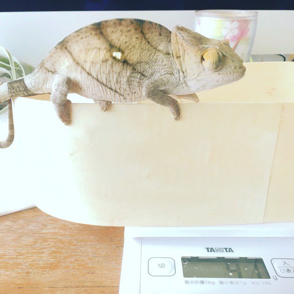 kahua105's tweet photo. 体重測るのたのし〜主と、計られるのが超絶緊張なはあとくん。 #カルンマ属 #chamerelon #parsonii #orangeeye #パーソン https://t.co/6JtYUGRA4y