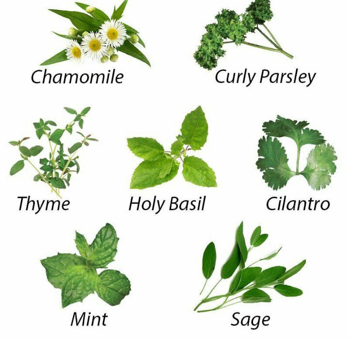 Did you desire to have your own herbs and mint plant at your home. We at Decor Landscapers Limited supply for commercial use. Decor Landscapers Limited - Beautifying your dreams