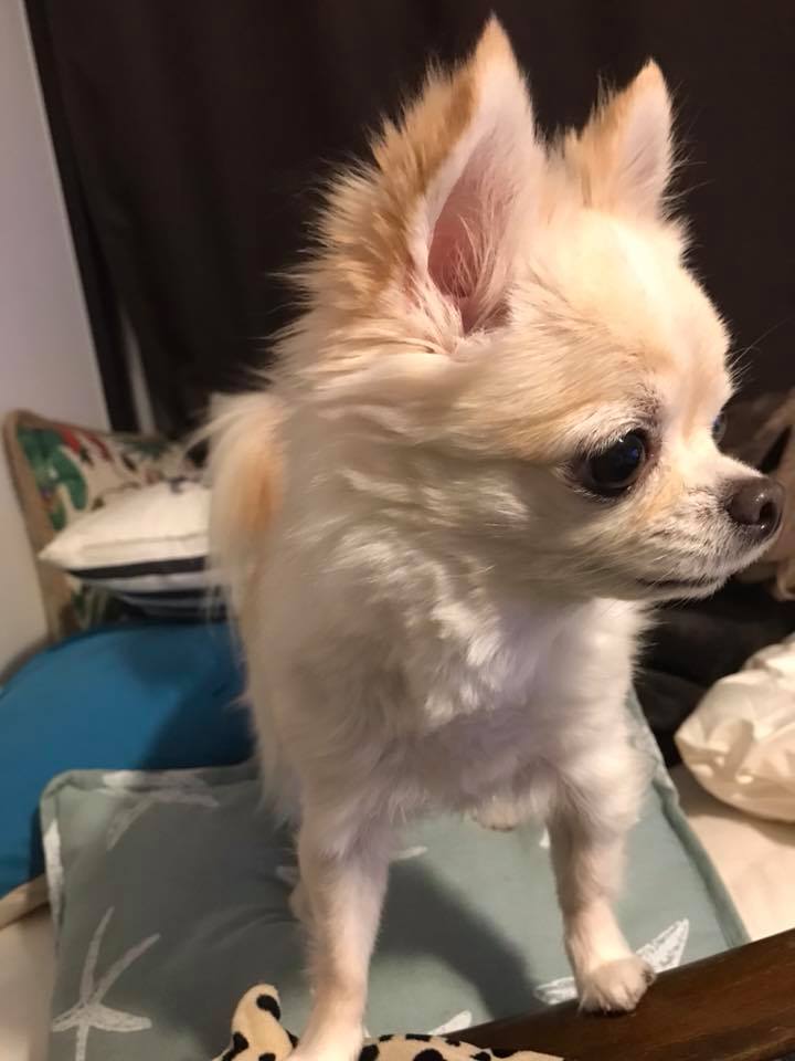 犬を探しています チワワ8歳メス 東京都江東区有明 A Twitteren 拡散希望 迷い犬 探してます 本日14時頃 国際展示場駅付近で愛犬がいなくなってしまいました 目撃情報や保護された方がいらっしゃったら情報をいただけますでしょうか 詳細 犬種 ロング 犬を探しています チワワ8歳メス 東京都江東区有明 A Twitteren 拡散希望 迷い犬 探してます 本日14時頃 国際展示場駅付近で愛犬がいなくなってしまいました 目撃情報や保護された方がいらっしゃったら情報をいただけますでしょうか 詳細 犬種 ロング