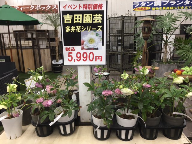 ジョイフル本田 ガーデンセンター Ar Twitter ひたちなか店クリスマスローズ情報 即売会では吉田園芸さんと広瀬園芸さんのクリスマスローズも販売します 問い合わせ多数の吉田さんのピエラは限定1鉢なので じゃんけん大会 開催です その他多弁花もたくさん