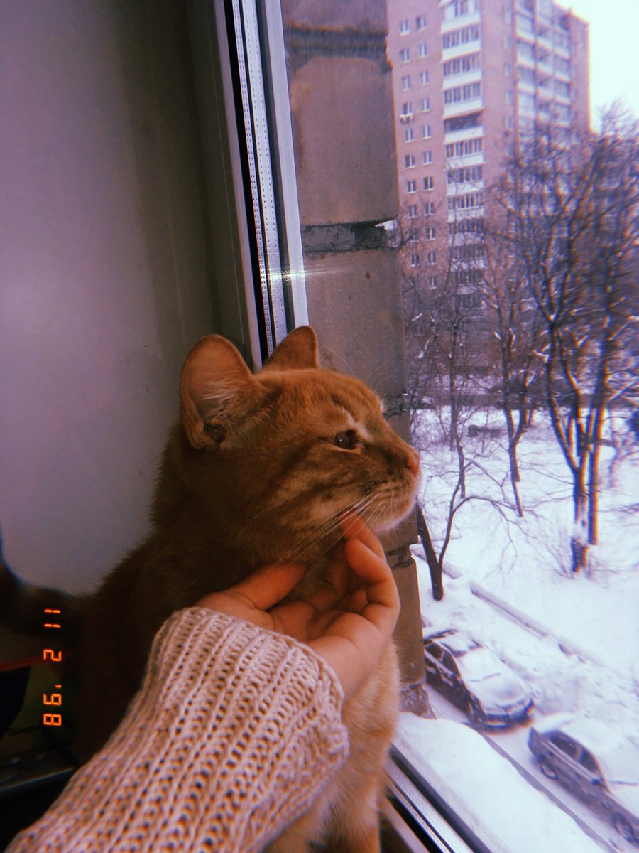 marykapysta's tweet photo. 🐅 https://t.co/hE5EPvvxQX
