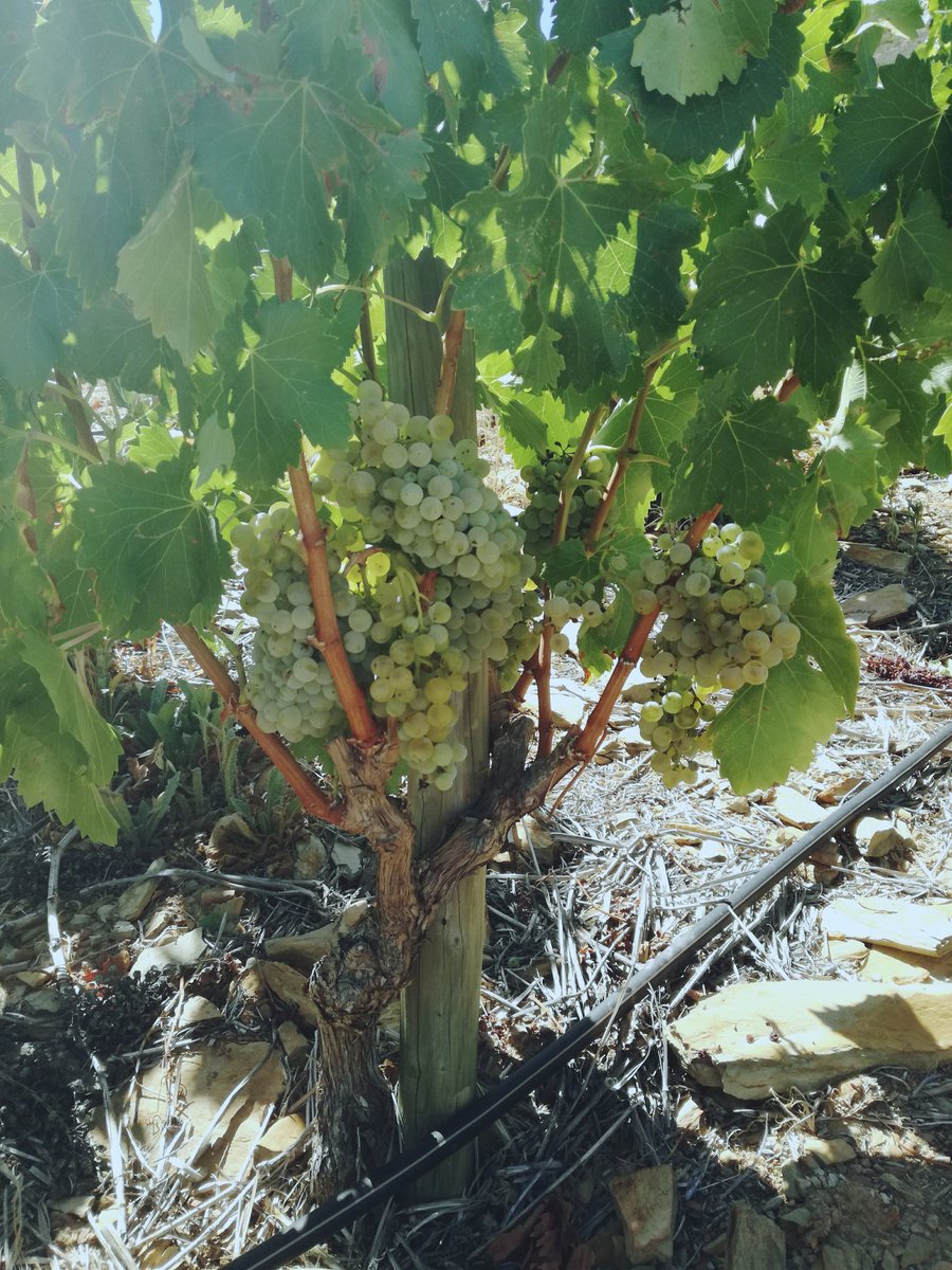Our Grenache Blanc is so beautiful this year #almostready #harvest18