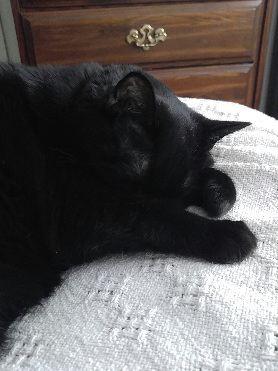 QSalfan's tweet photo. Night everyone Stormy and I are going to bed 😽😽😽 https://t.co/lMrS5DIGGP