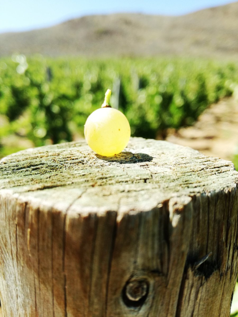 olifantsberg's tweet photo. Our Grenache Blanc is so beautiful this year #almostready #harvest18 https://t.co/KDhxYpPTYh