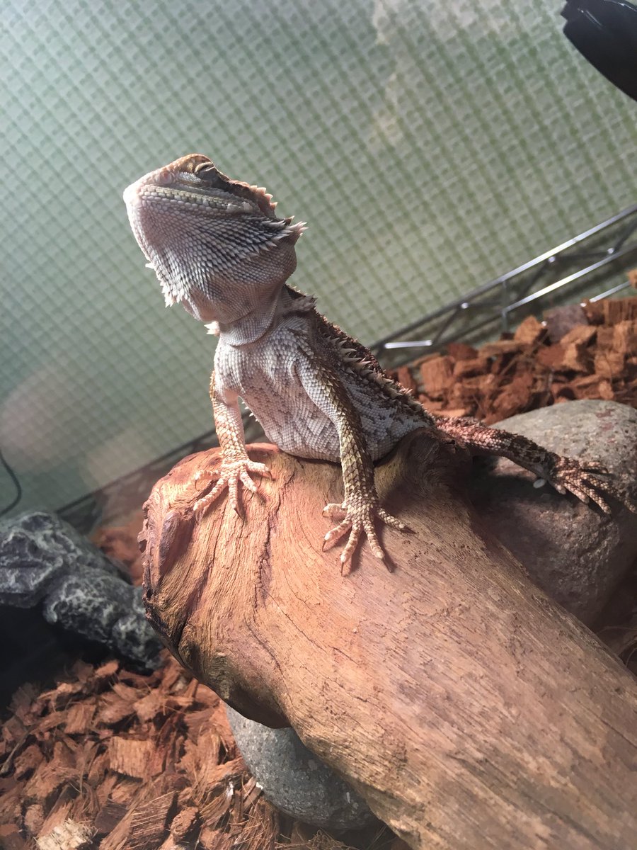 お腹タポタポ
これはデブ？

#フトアゴ