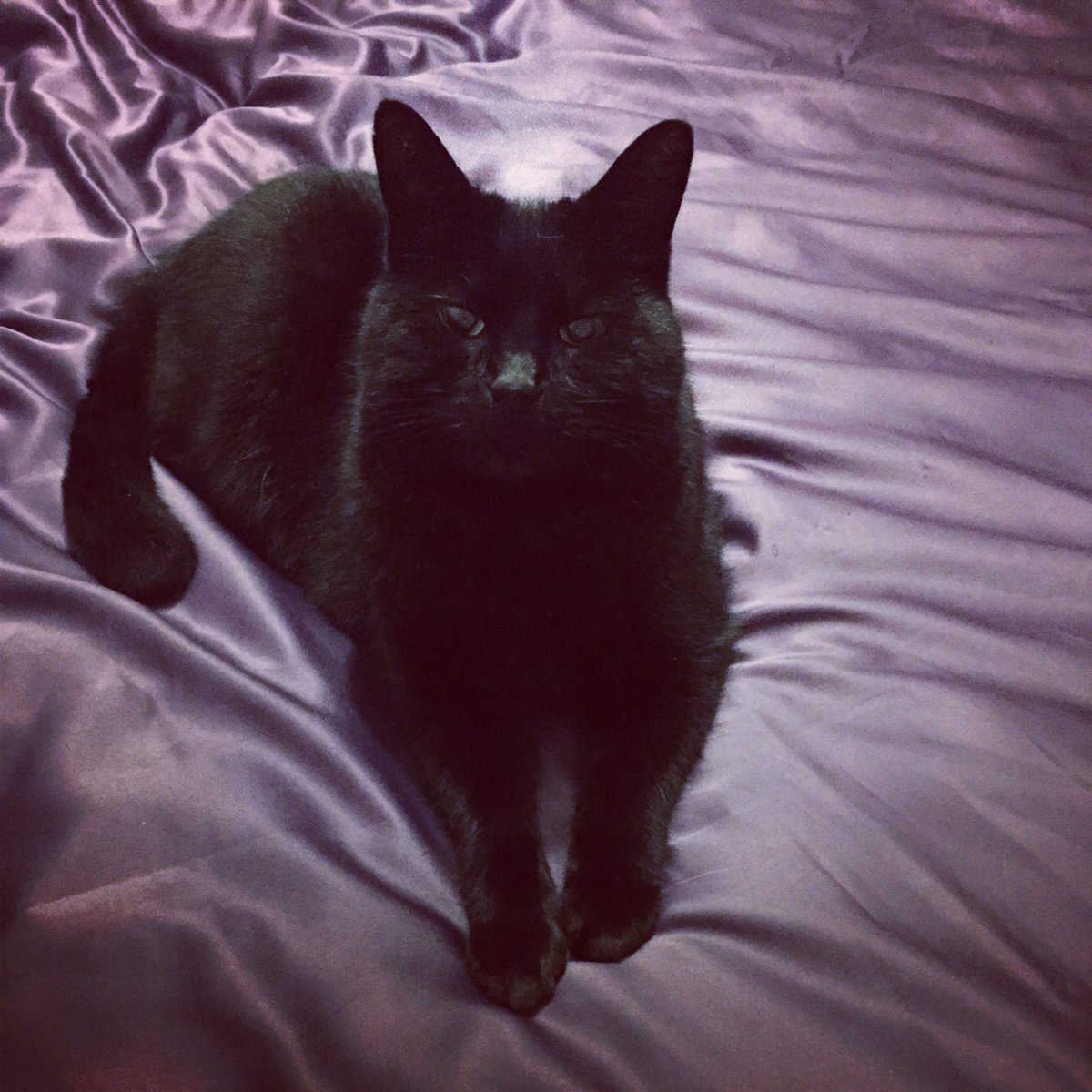 cheltvocalacademy tweet media