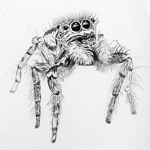 Darklord 絵描き Pa Twitter ネコハエトリ ネコハエトリ ハエトリグモ クモ Jumpingspider 細密画 鉛筆画 博物画 リアルイラスト Scientificillustration Ecologicalart Realillustration T Co Jzbvyv7pso T Co Tbz4d7ybsy