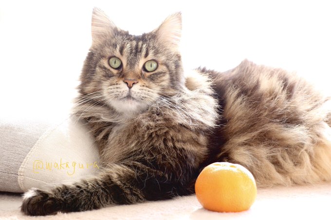 9歳のtwitterイラスト検索結果 古い順 9歳のtwitterイラスト検索結果 古い順