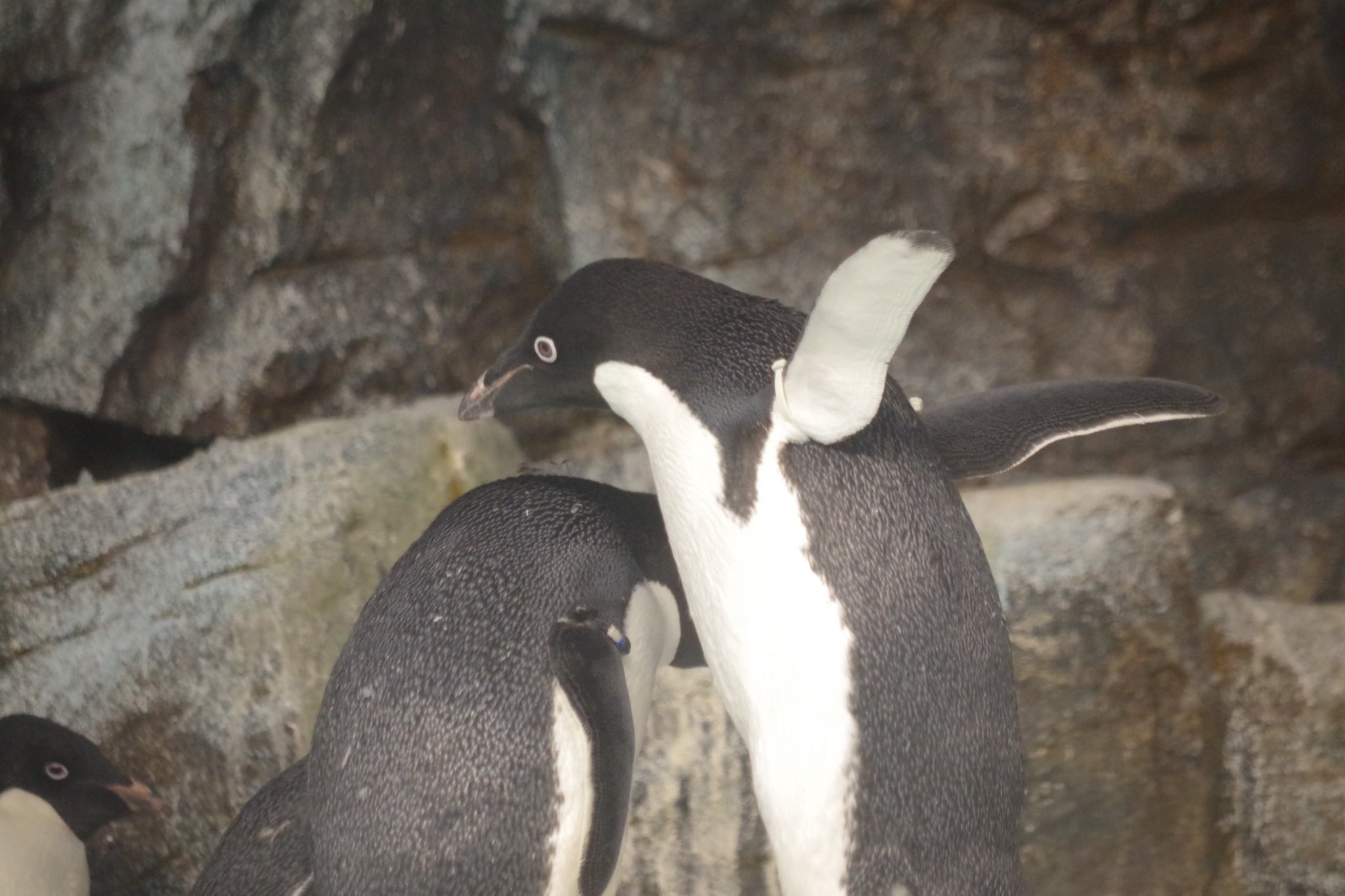 みぃー 周りの方々が口々に目つき悪いペンギンいるって言ってたけど 私はアデリーさんが1番かわいいと思ってる かわいくない ペンギンはいない 名古屋港水族館 アデリーペンギン