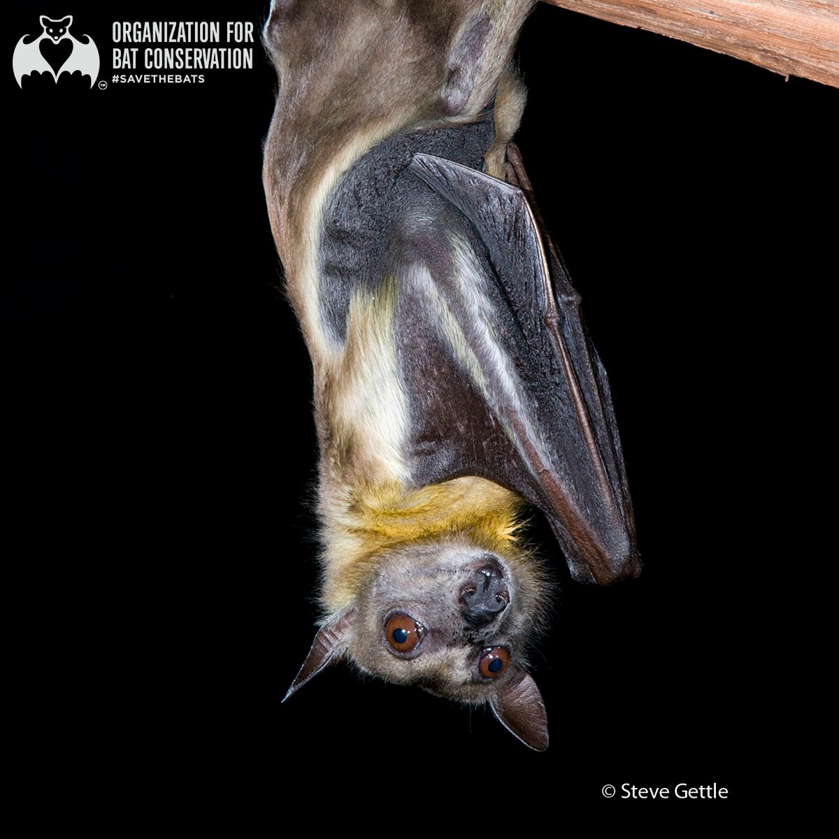 Time for a #BatFact! Did you know that the Straw-colored fruit bat is the second largest bat in Africa?! #SavetheBats