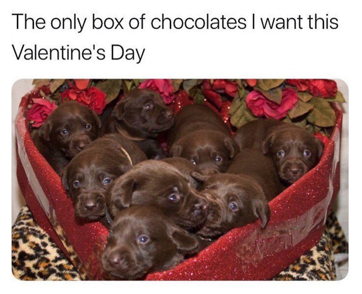 chocolate lab chocolates