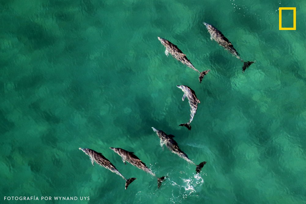 "A veces me preguntan: ¿Por qué inviertes todo ese tiempo y dinero hablando del respeto a los animales cuando existe tanta crueldad hacia el hombre? A lo que yo respondo: Estoy trabajando en las raíces. "
– George T. Angell