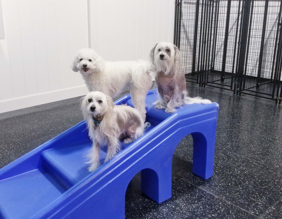ADogsDayOut's tweet photo. Celli, Loki and Romeo on the steps in #SpringfieldVA at #ADogsDayOut. #whitedogs #dogdaycare #bestdogever https://t.co/nPIqrDDdW4