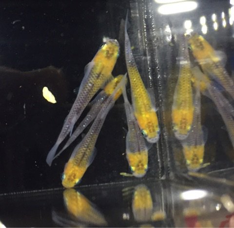 ビバペッツ西川越店 Pet Kawagoe Twitter