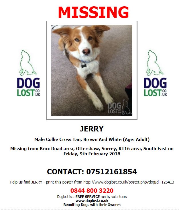DogLostUK's tweet photo. Lost: Tan, Brown And White Collie Cross Male In South East #KT16 https://t.co/j2EJzuyfb6 https://t.co/jaAi9MssCR