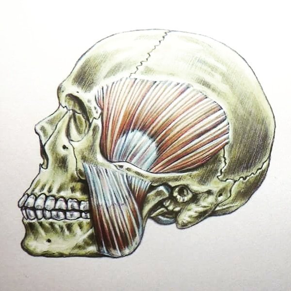 Delavier_Fred's tweet photo. Mon petit dessin d'un crâne avec les muscles de la mâchoire.
My little sketch of a skull with the muscles of the jaw https://t.co/anlH5SwuDO