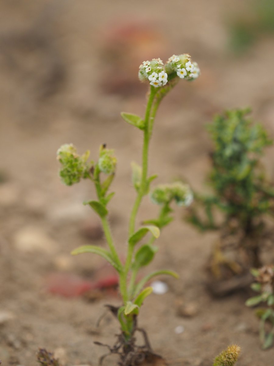 TimBoeh's tweet photo. #Cryptantha spp. (#Boraginaceae) #popcornflowers in the #Atacama #desert. As shown by Guilliams et al. (https://t.co/8TShLVjbUP) multiple colonization events from N Am followed by recent radiation happened in this group. Identification is very challenging. @juniper_jump #Botany https://t.co/GMVnOiQhoT