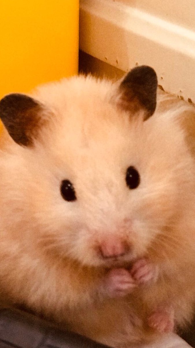 maramgamer's tweet photo. My baby hamster her name sandy bell 🐹 https://t.co/b8tMLXIPIH