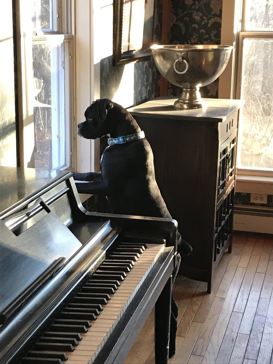 JessicaDReady's tweet image. This little girl is just the cutest little puppy ever ☺️☺️☺️☺️☺️