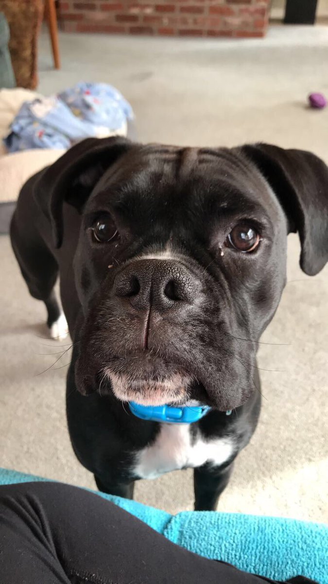 JessicaDReady's tweet image. This little girl is just the cutest little puppy ever ☺️☺️☺️☺️☺️