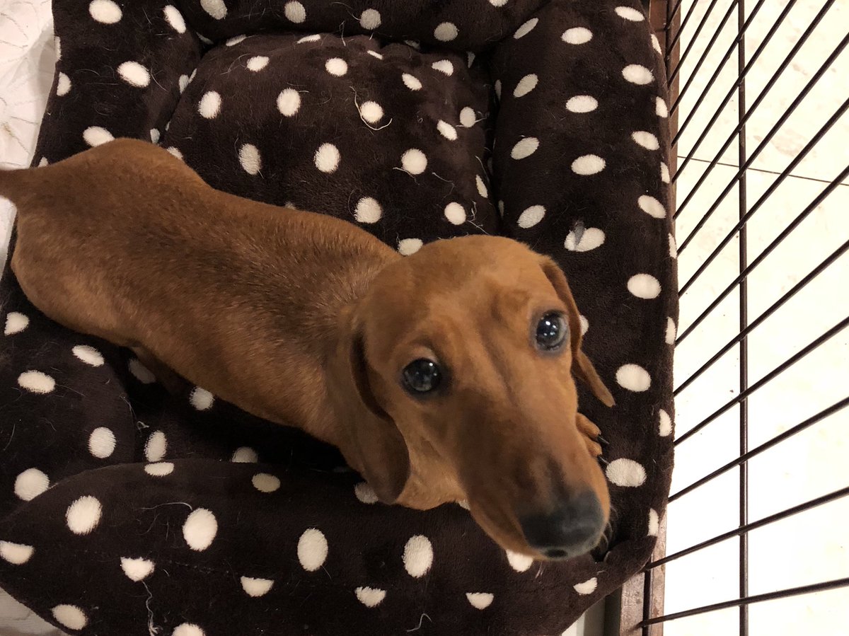 Hogoken Cafe 印西店 En Twitter 人見知り 怖がりなキューちゃん 慣れればとっても甘えん坊さんです 里親募集 ミニチュアダックスフント スムース 12年生まれ 女の子 乳腺腫瘤 ラブファイブ 保護犬カフェ ドッグカフェ 印西