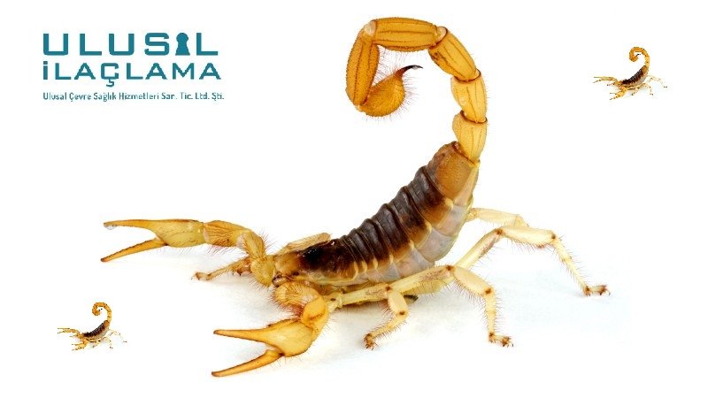#akrepilaçlama #bursaakrepilaclama #bursaevilaçlama #haşereilaclama
ulusalilaclama.com