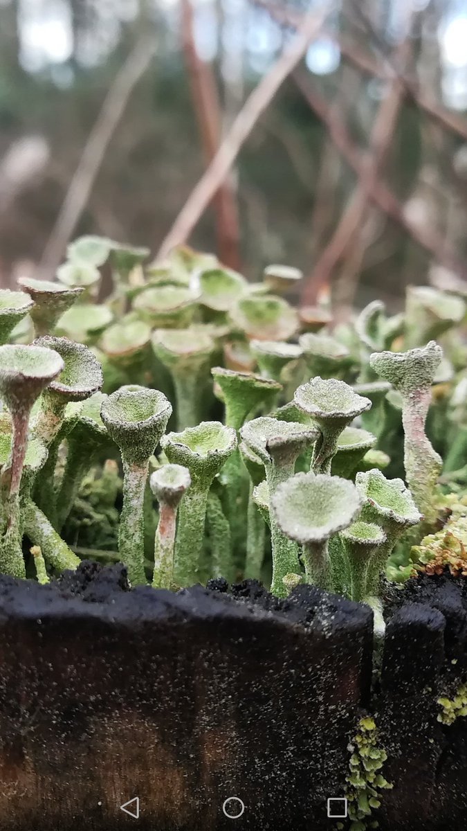 anghenn's tweet photo. Ahhh! That bridge @DenisDalby ๐ Had fun finding them. #lichen #pixiecuplichen #naturescalender #showthelove @BLSlichens https://t.co/AfB7fZu4Kk