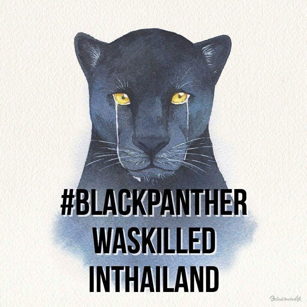Khunpooo's tweet photo. We need to speak louder than the money they have!  Don't give up we need to fight for the being that they can't speak by themselves #BlackPantherWasKilledinThailand 
#ทุ่งใหญ่ https://t.co/SsNA1Bnk79