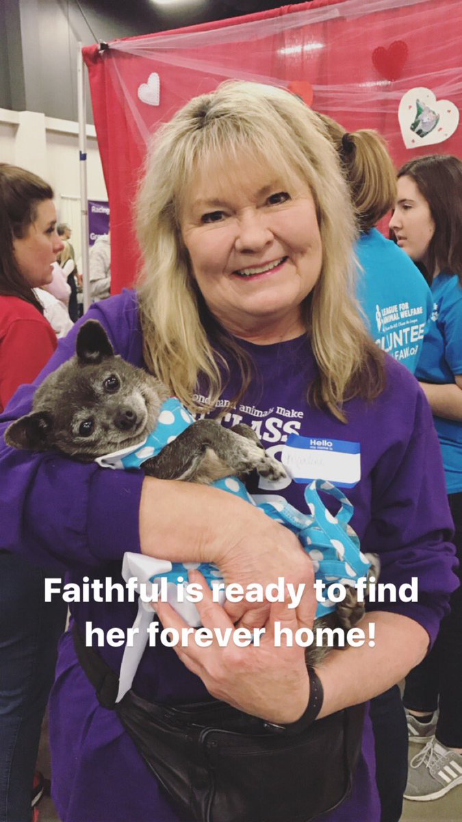 LFAW's tweet photo. We've got a lot of cuties hanging out here at MFV today! We're on a mission to find these homeless dogs and cats a home they deserve. https://t.co/JlvbOqWIIw