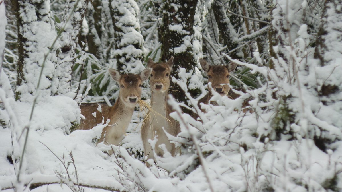 deer_videos's tweet photo. RT @kevinharkin3: Snow deer at Hillfarm House this morning. 
#derry #ireland @StormHour @newslineweather @JoLangb
@WeatherCee @angie_weather https://t.co/ZKYl6mfR4E
