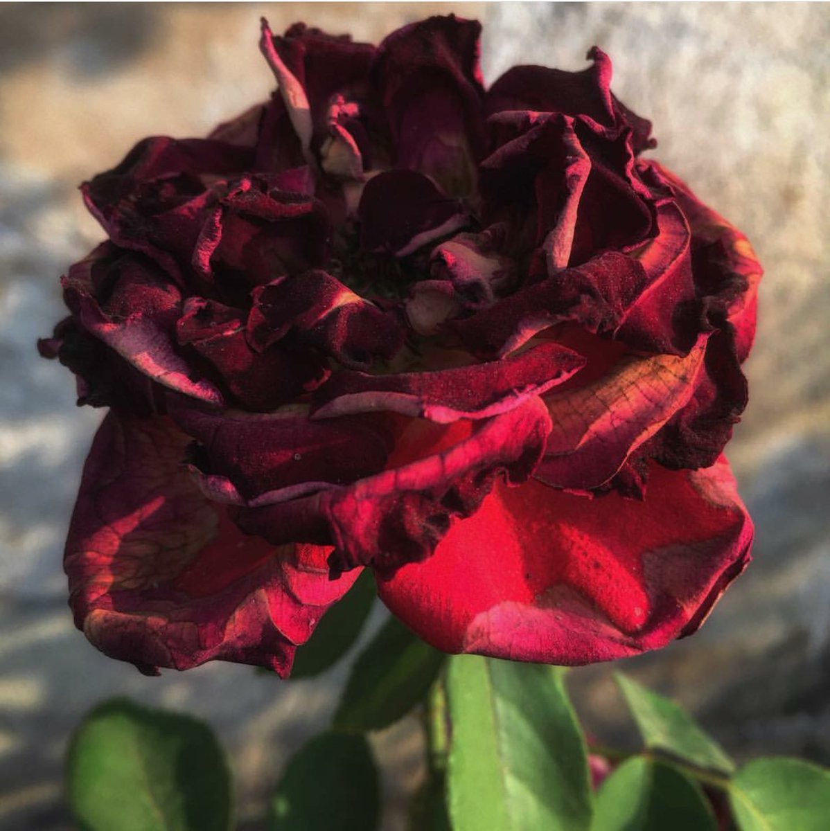 Bahçemizin halinden
Baharımı kıyasla
Zambaklar verem olmuş
Kırmızı güller yasta
Eller yüzler simalar
Resimler aynı değil
Baharlar bile değişmiş
Artık herşey bir başka...