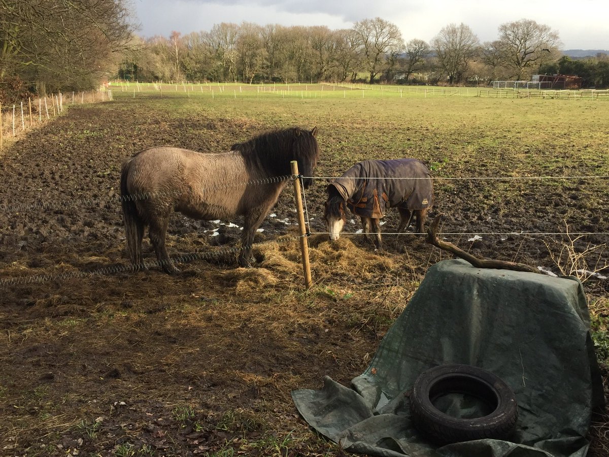 Cestrianforever's tweet photo. Good afternoon Mickle Trafford, cold but lovely today. https://t.co/uGyX7VrFOy