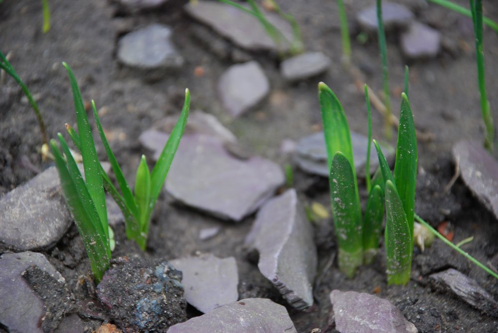 I've been expecting you.
#firstbulbs