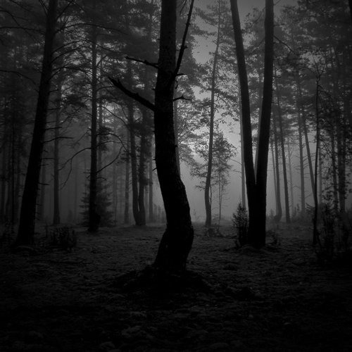 Regulustty's tweet photo. ✘ 𝑴𝒐𝒏𝒐𝒓𝒐𝒍- ᴇɴ ᴇʟ ʙᴏsϙᴜᴇ  ✘

                      -Pérdιdaѕ nocтυrnaѕ- https://t.co/qOYoT6CDZV