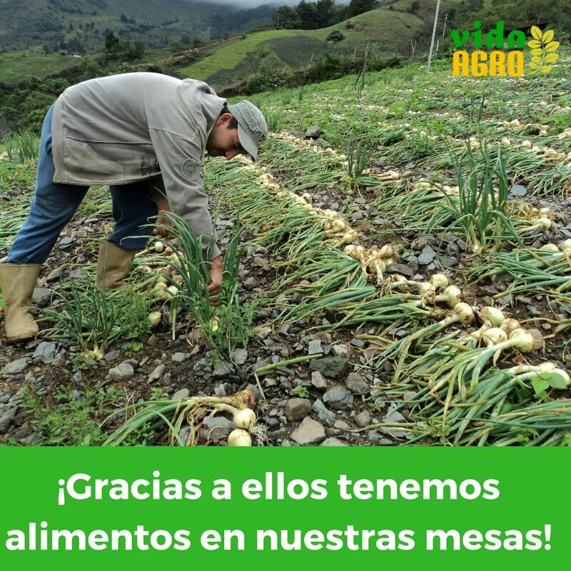 Los alimentos no "crecen" en los supermercados, nacen gracias al tesón y pasión de los productores agropecuarios.