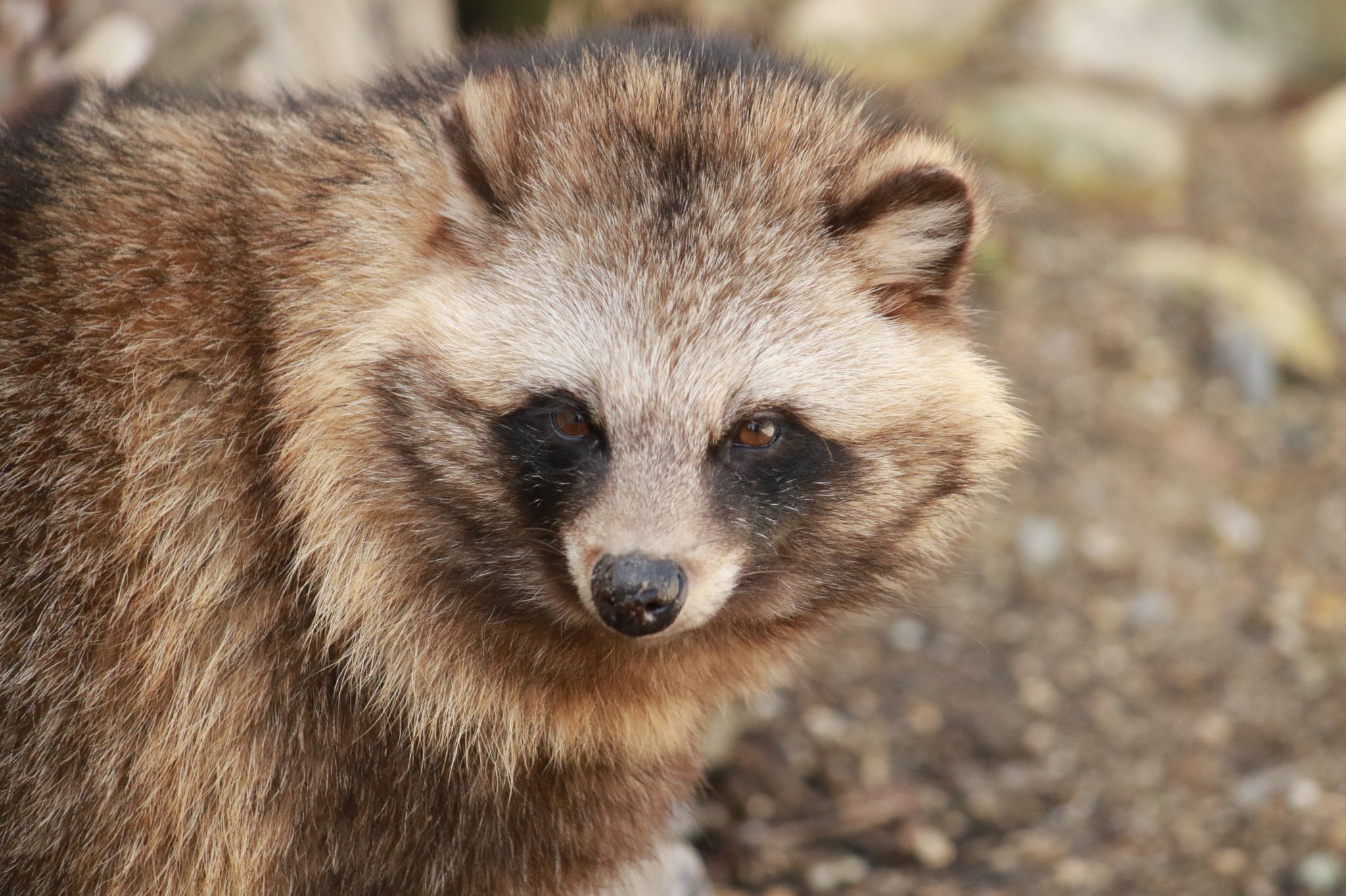 キタ 東山動物園動物撮影 たぬきの里にてホンドダヌキを心ゆくまで撮影 本当冬毛のタヌキはもこもこでありますね モフりたい 東山動植物園 ホンドタヌキ けもフレ写真部 T Co Klihj9vgaj Twitter キタ 東山動物園動物撮影 たぬきの里にてホンドダヌキを心ゆくまで撮影 本当冬毛のタヌキはもこもこでありますね モフりたい 東山動植物園 ホンドタヌキ けもフレ写真部 T Co Klihj9vgaj Twitter