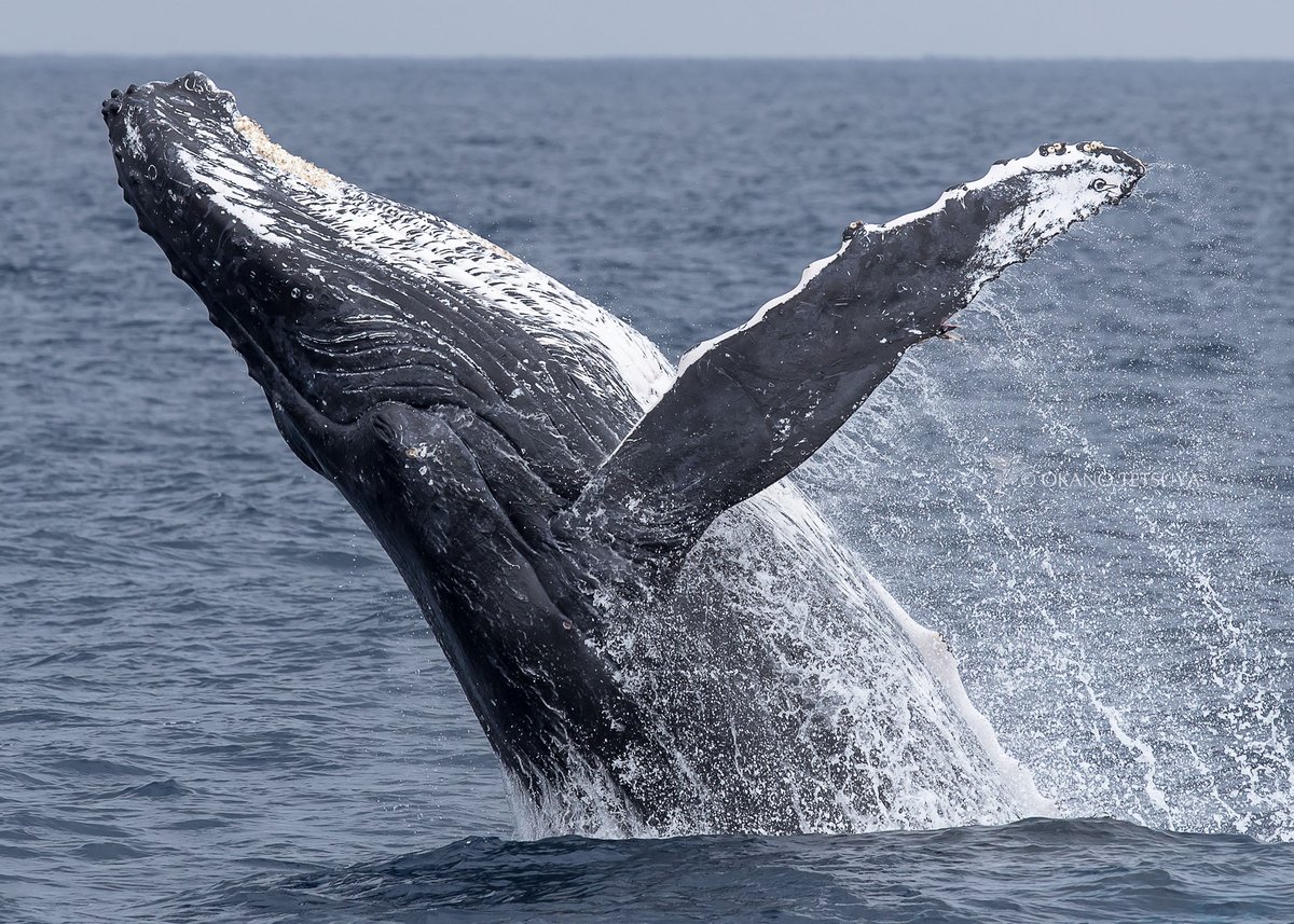 T Okano No Twitter クジラのブリーチングの理由は不明だそうですが 威嚇 遊び 求愛 コミュニケーション 寄生虫等を落とす為等の説があるようです ２枚目の写真を鯨類研究者に確認してもらったところ 黒い表皮が舞っているとのことなので痒かったのかもしれませ