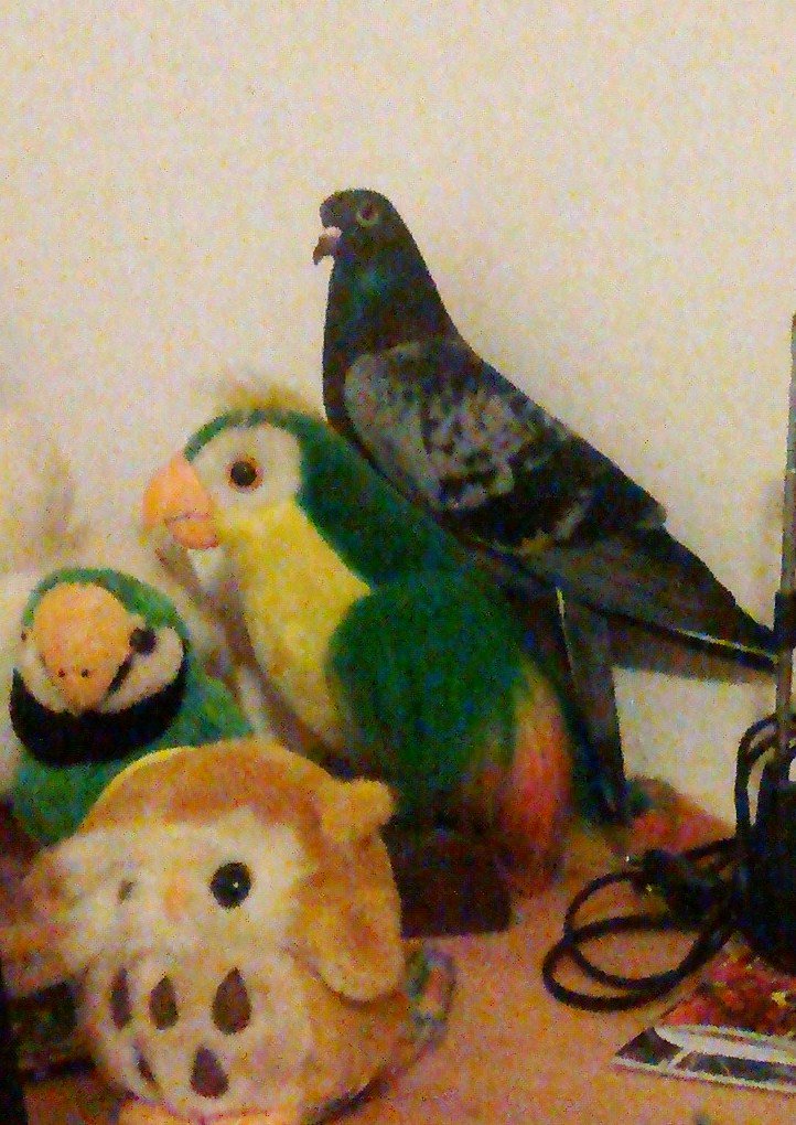 monililica's tweet photo. @gabrieluchis_81 My pigeon 😆 https://t.co/O4BPucEV7z