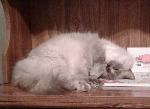cutecatees's tweet photo. Awseome caturday t-shirts : https://t.co/MqYXa2JmVE #cats #cat #kitten #kitty #cutecat #cutecats #kittens #catsoftwtitter https://t.co/DWbT6XKbHN