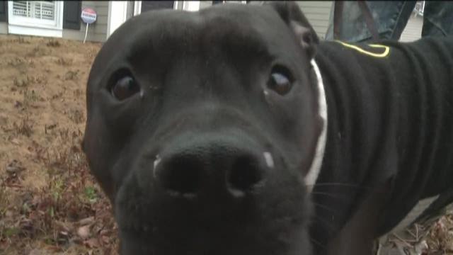 Pitbull's instincts lead him to rescue elderly woman in pond bit.ly/2nSYWkf