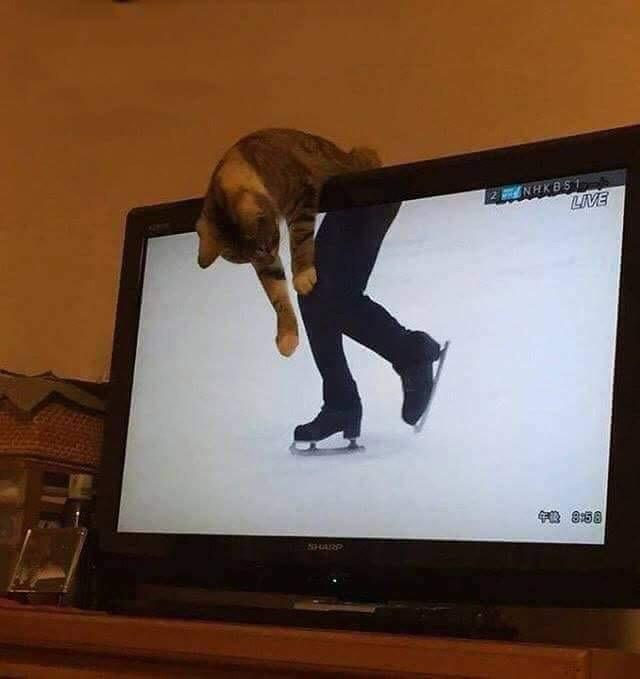 FunnyGIFs4You's tweet photo. Purrfect...
 
#DancingOnIce https://t.co/y7pSUJH023