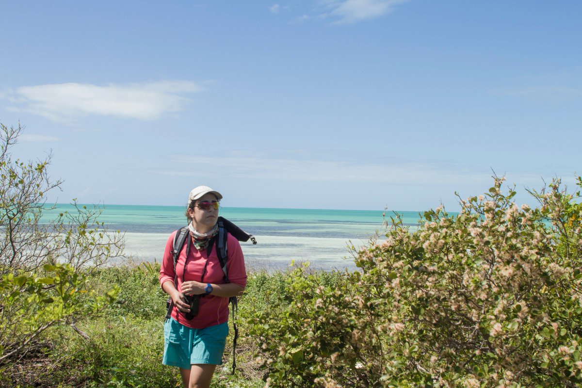 swamphiker's tweet image. Happy #WomenInScienceDay! A selection of photos from the last few years: 1) Searching for rare Miami blue butterflies 2) Assisting in working up some hatchling American Crocodiles 3) Measuring a nesting leatherback sea turtle. #FemFieldPhoto #WomenInSTEM