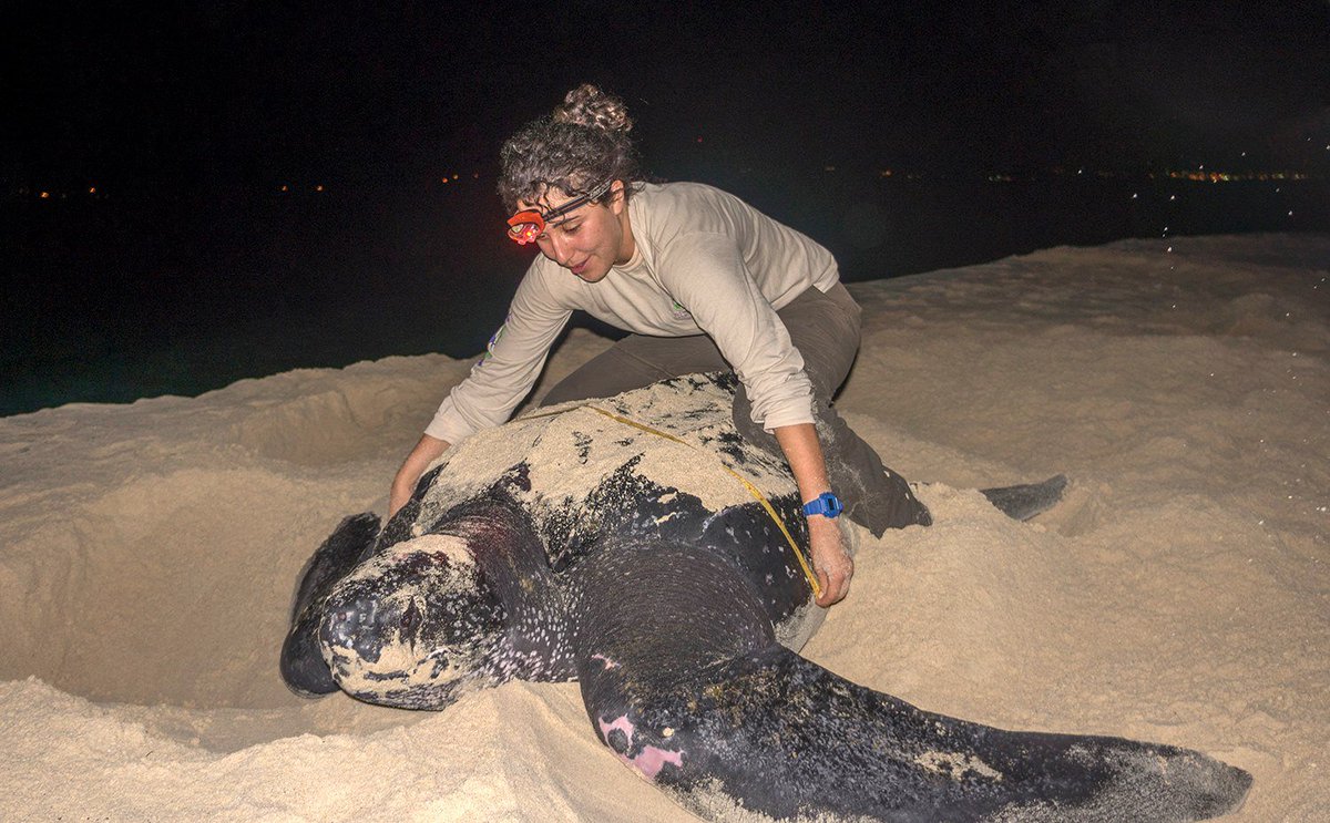 swamphiker's tweet image. Happy #WomenInScienceDay! A selection of photos from the last few years: 1) Searching for rare Miami blue butterflies 2) Assisting in working up some hatchling American Crocodiles 3) Measuring a nesting leatherback sea turtle. #FemFieldPhoto #WomenInSTEM