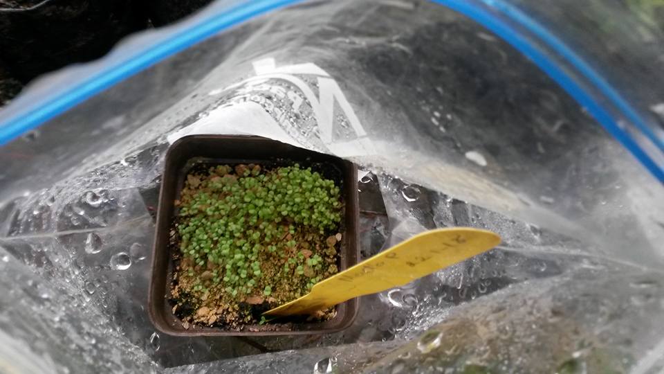 PiedraMubay's tweet photo. Menta piperita multiplicada a través de la técnica de estratificación.. Aprendida gracias al Prof. Juan @Magnoliero en #Mixteque #Mucuchíes https://t.co/tFdSWdEpE2