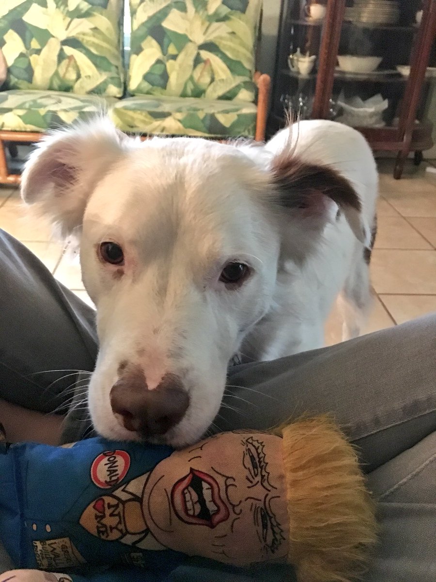 TheMilesLuna's tweet image. Please throw the loud, squeaky man.