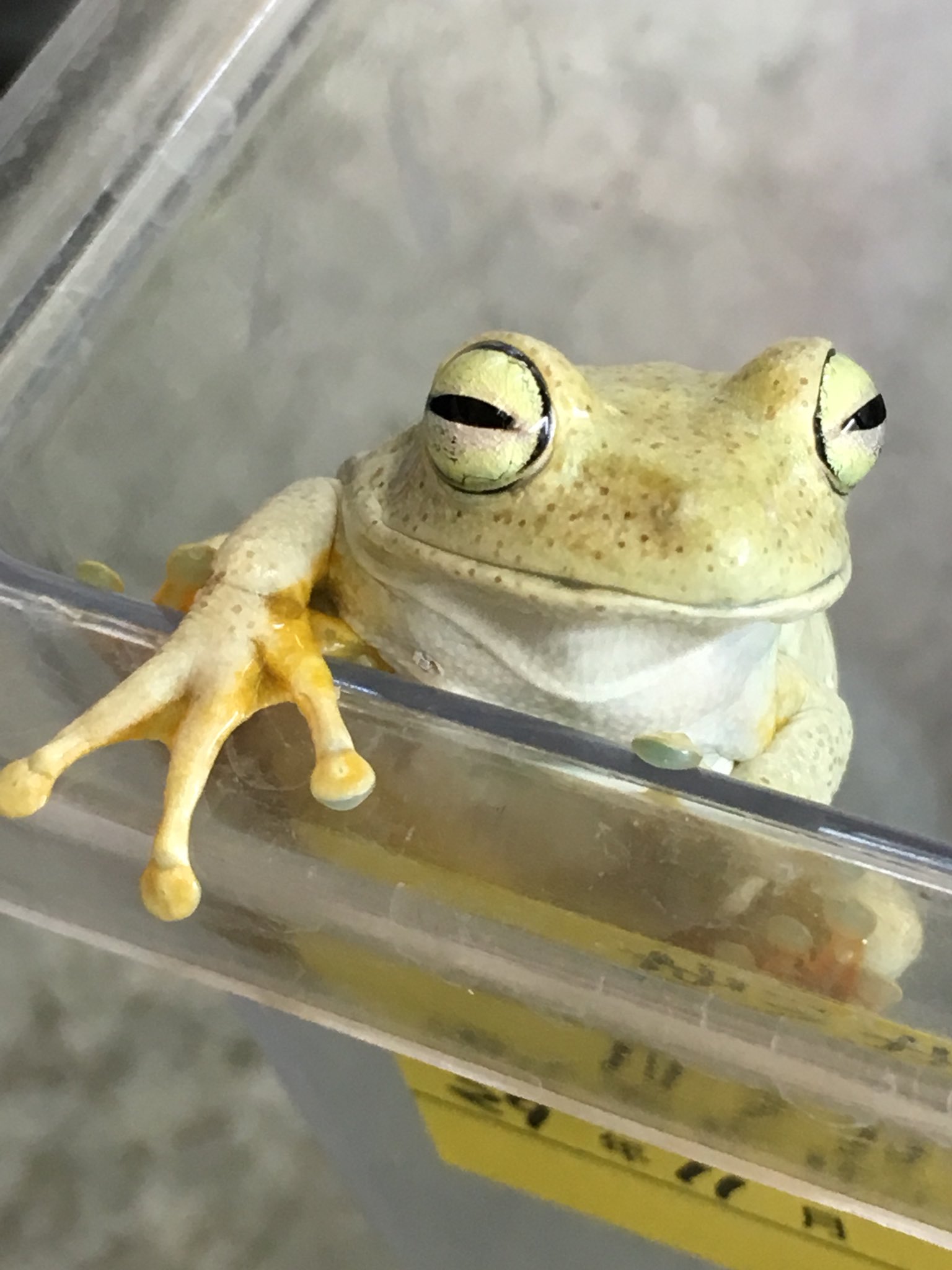 爬虫類倶楽部 大宮店 ガラガラアマガエル 体の内側からハートフル 紡錘形の瞳で微笑んでくる南米の樹上性カエル です 優しいペールイエローのボディもかわいい ガラガラという鳴き声から命名されています T Co Idmw50rqtl Twitter