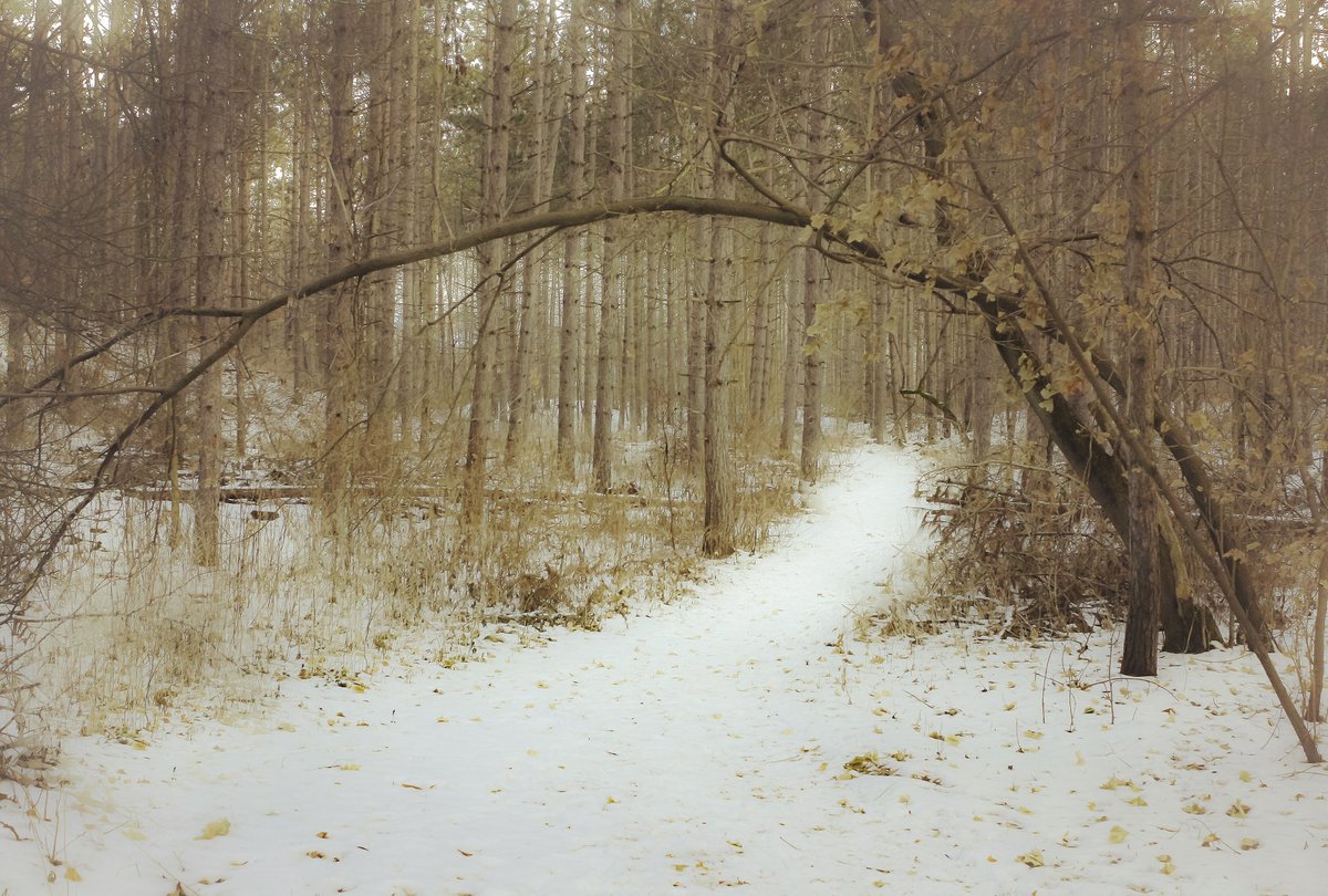 SherRoseArt's tweet photo. My favourite local place
.
#caledon #forest #arch #trees #photo #photography #altonmill #photographer #artist #artlovers #artgallery #fineartphotography #finearts #LymeDisease #nature #trails #Canada #landscape #landscapephotography #fotografia #sharecangeo #orangeville https://t.co/gRXoiY9t8Y