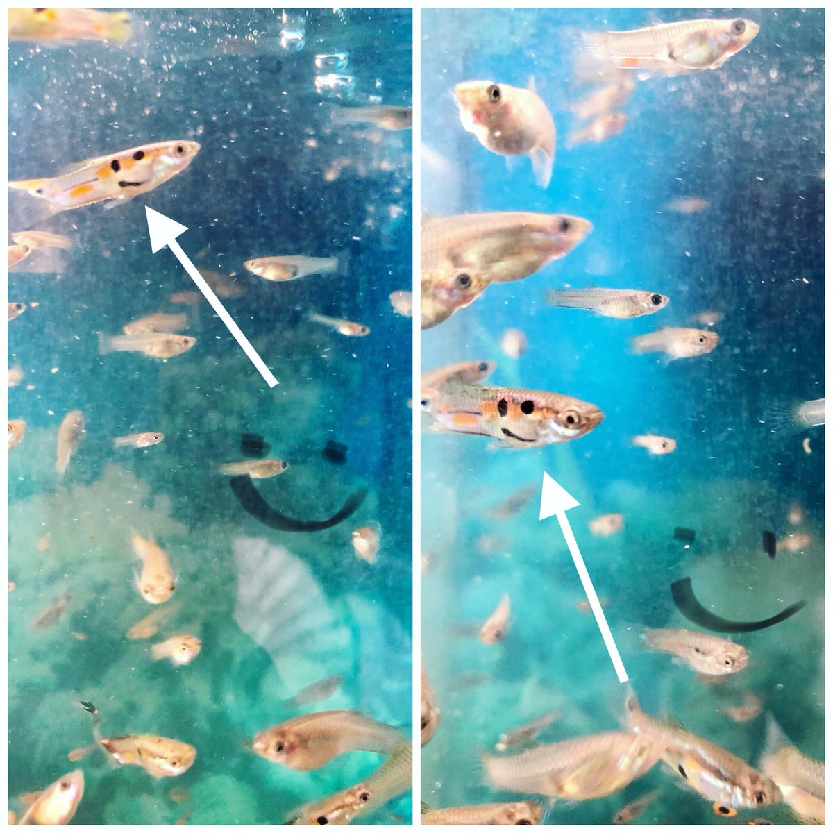 ElisaMeri's tweet photo. Does one of my fish have a smiley face on him?! π€πI bet heβs the clown of his class, or maybe he canβt see himself and has no clue why they all smile at him. Itβs all about perspectives I guess! #gottalovenature #positivevibes #LiveLoveLaugh π#humorinnature https://t.co/wT6fdFuv0Y