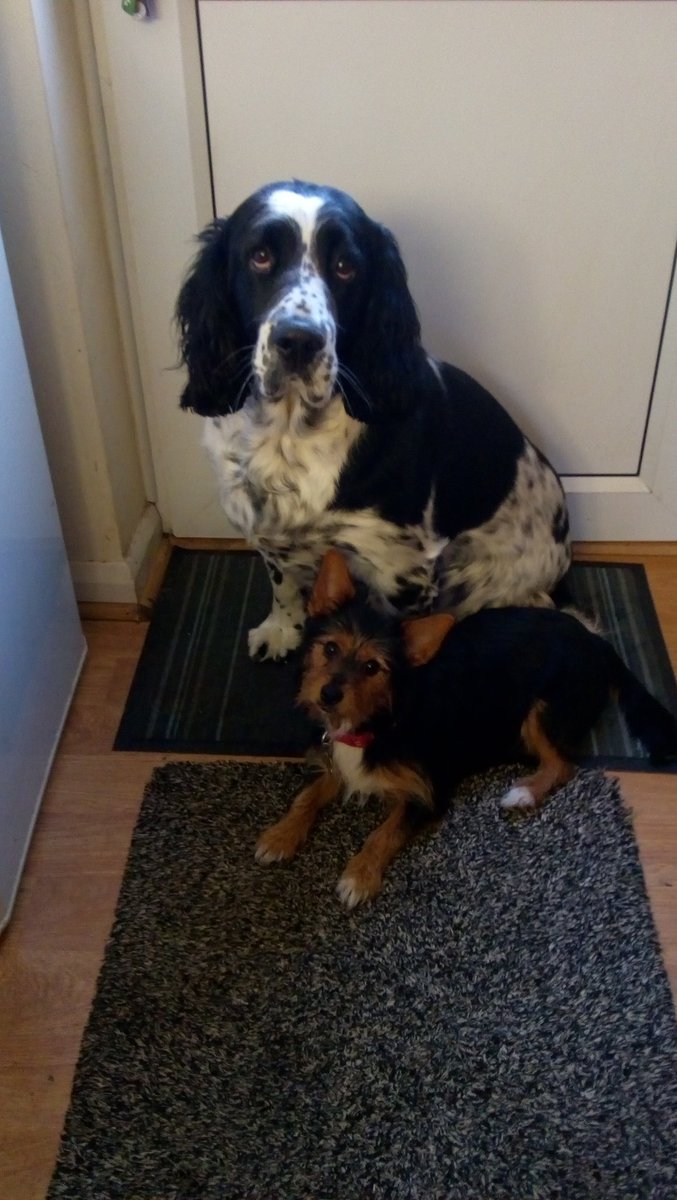 buddybiscuitdog's tweet photo. Best friends https://t.co/xcRppgDkXB
