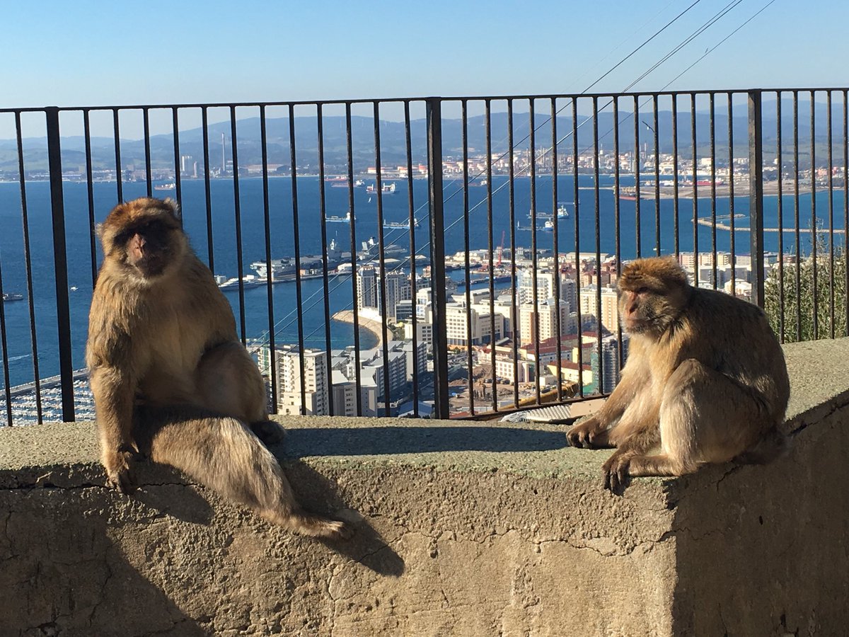 Two monkeys in the foreground with the ship in the distance behind them.